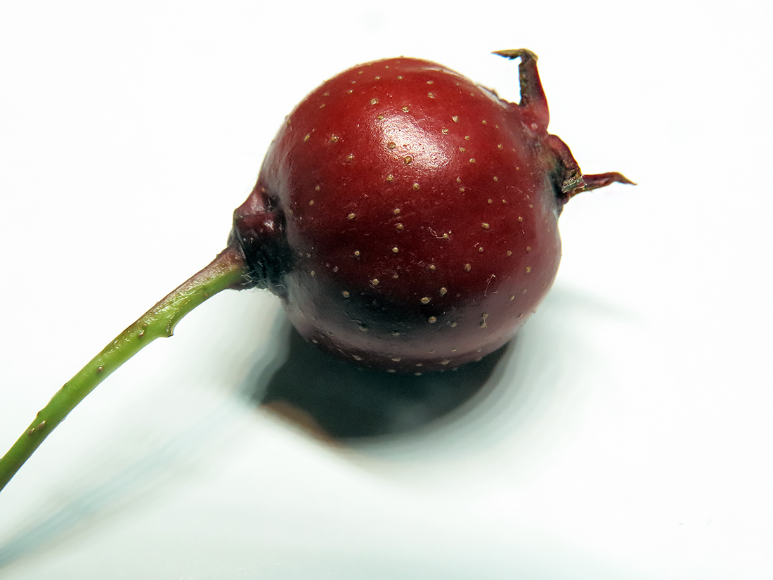 Image of Crataegus pinnatifida specimen.