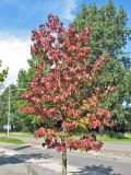 Liquidambar styraciflua. Молодое дерево с листьями в осенней окраске. Нидерланды, провинция Гронинген, Харен, в уличном озеленении. 10 сентября 2006 г.