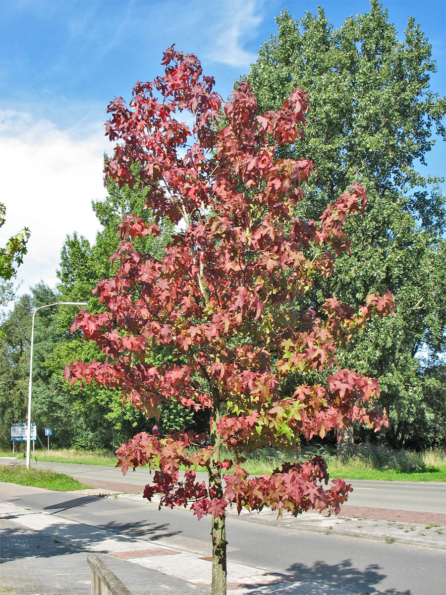 Изображение особи Liquidambar styraciflua.