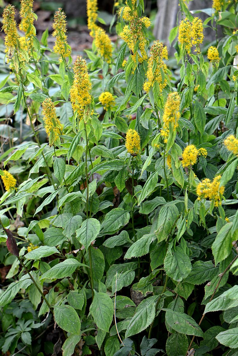 Image of Solidago flexicaulis specimen.