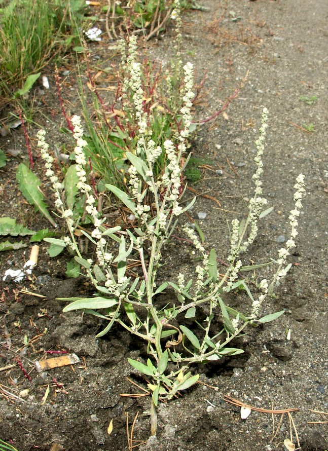 Image of Atriplex oblongifolia specimen.