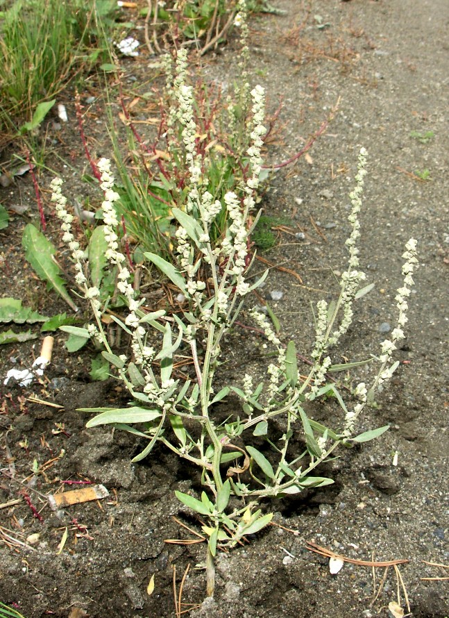 Изображение особи Atriplex oblongifolia.