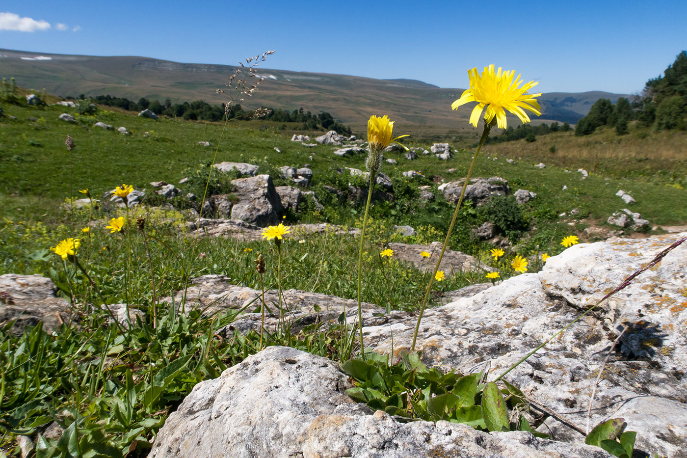 Image of familia Asteraceae specimen.