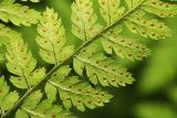 Dryopteris amurensis