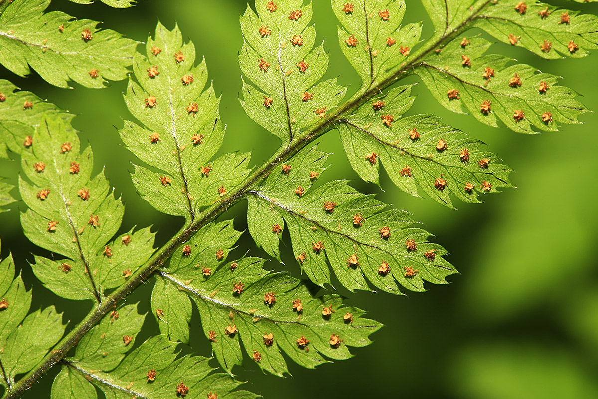 Image of Dryopteris amurensis specimen.