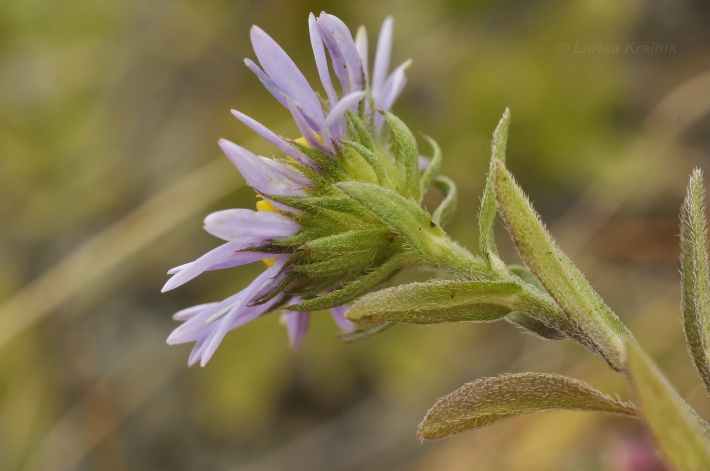 Изображение особи Heteropappus hispidus var. villosus.