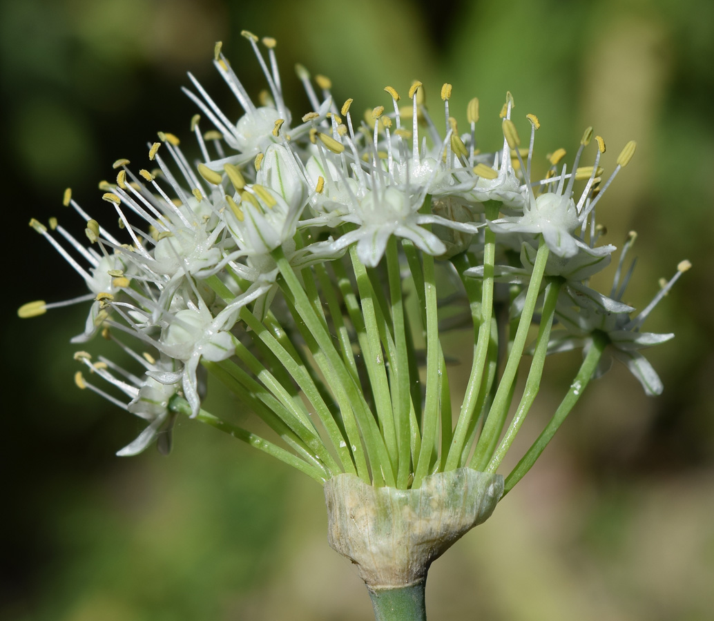 Image of Allium cepa specimen.