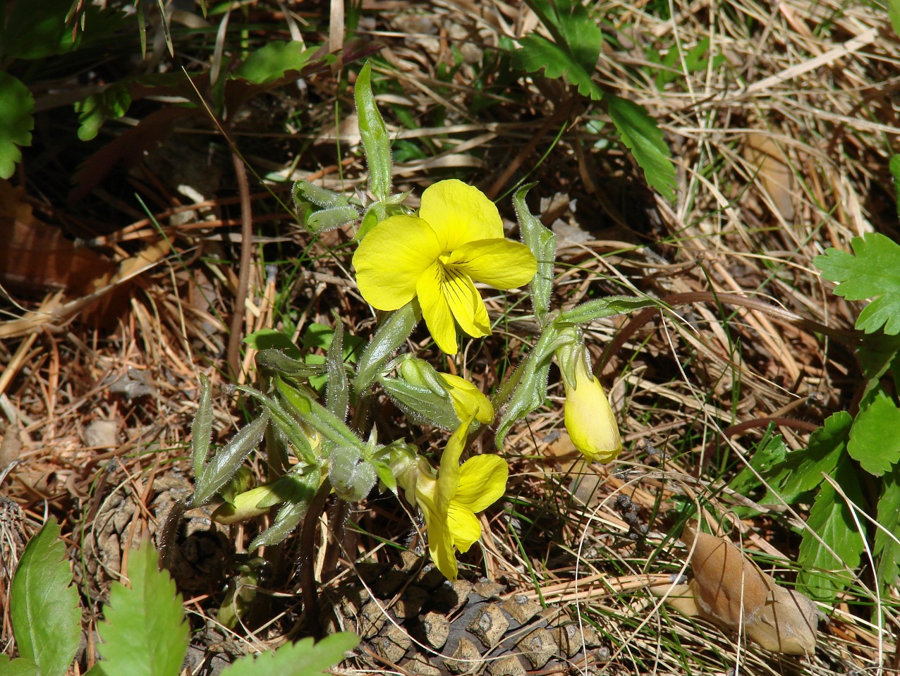 Image of Viola uniflora specimen.