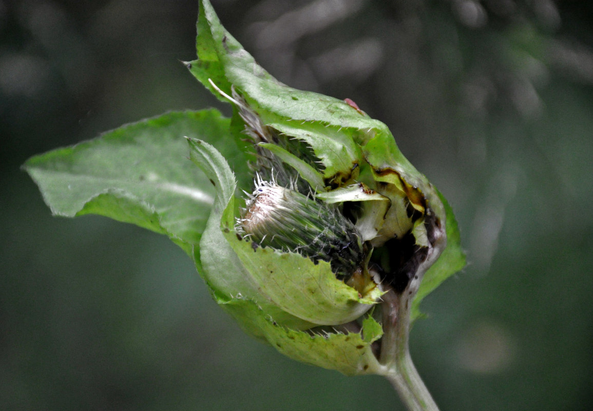 Image of Cirsium oleraceum specimen.