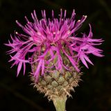 Centaurea scabiosa