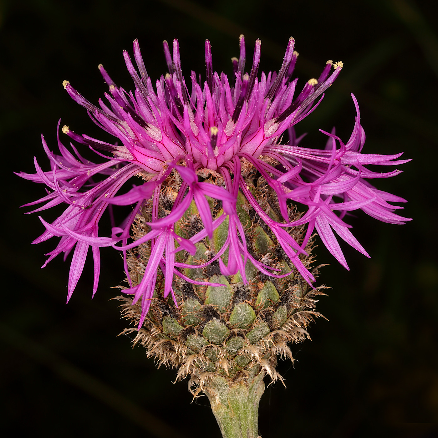 Изображение особи Centaurea scabiosa.