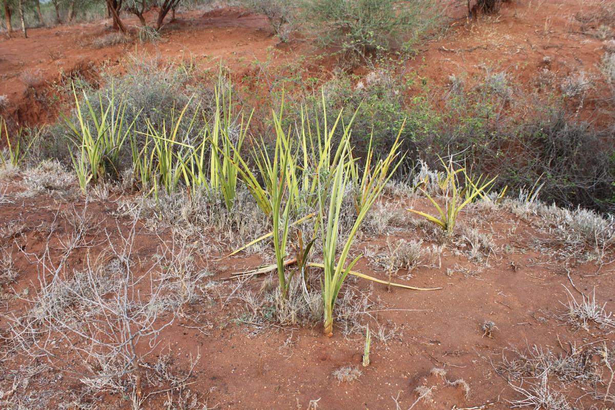 Image of Sansevieria ehrenbergii specimen.