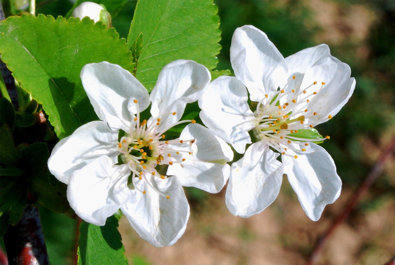 Изображение особи Cerasus vulgaris.