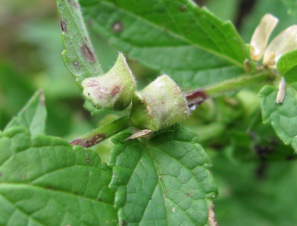 Изображение особи Scutellaria galericulata.