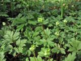 Adoxa moschatellina