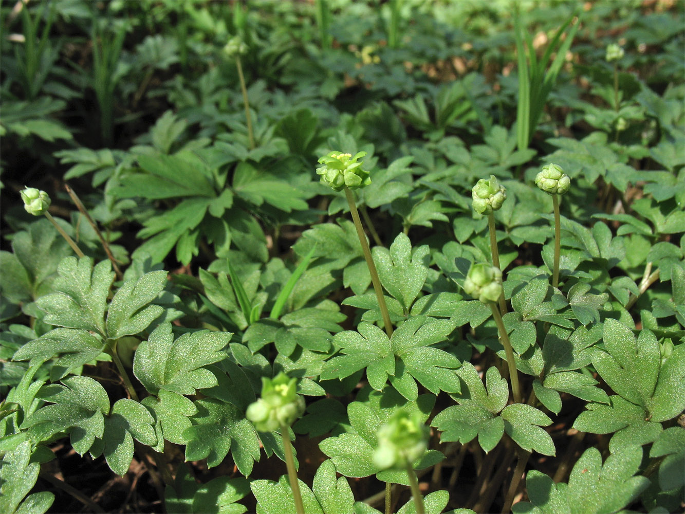 Image of Adoxa moschatellina specimen.