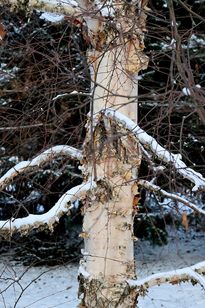 Изображение особи Betula costata.