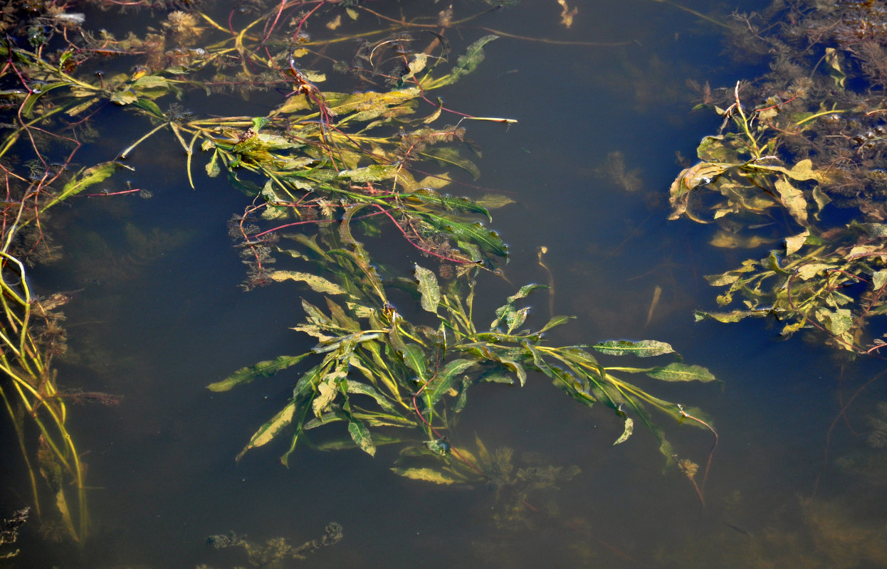 Image of Potamogeton lucens specimen.