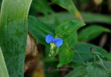 Commelina communis. Цветок и листья. Астраханская обл., Лиманский р-н, окр. с. Воскресеновка, берег ерика Семёновский банк. 21.08.2020.