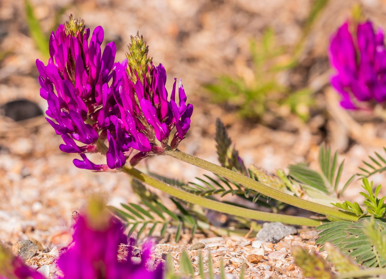 Изображение особи Astragalus borysthenicus.