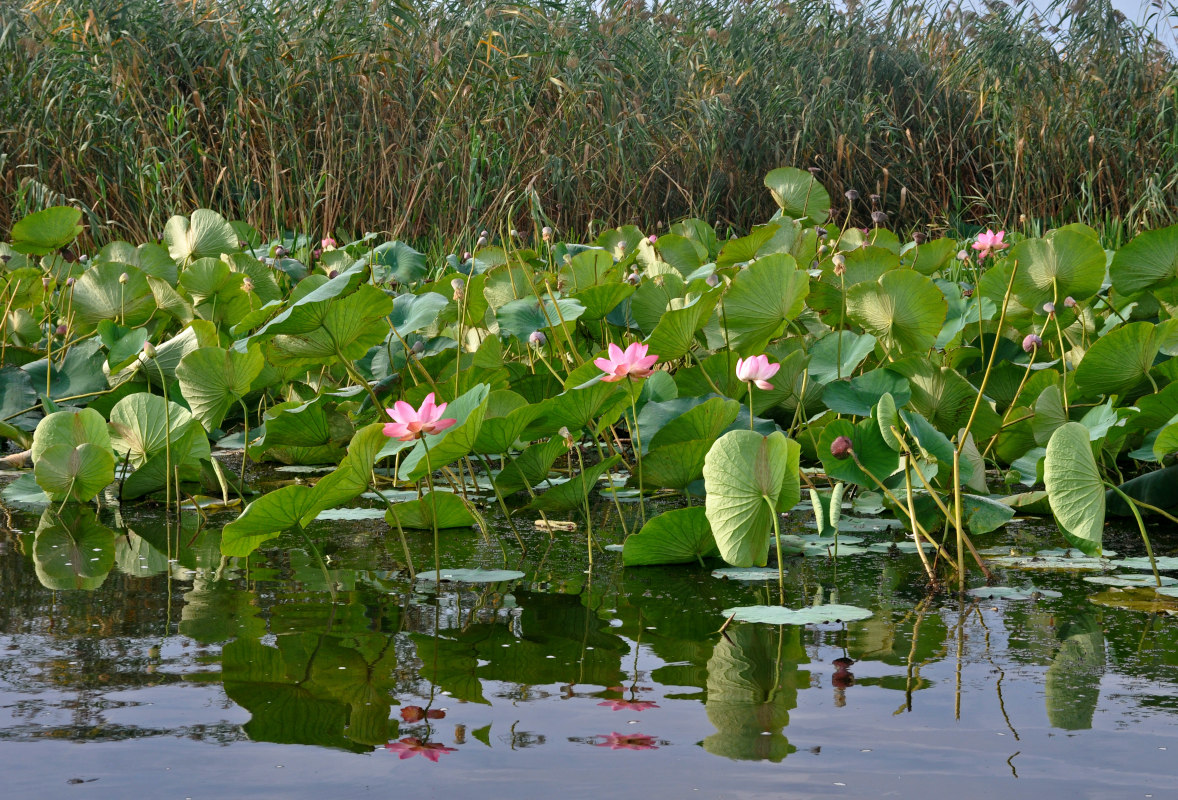 Изображение особи Nelumbo caspica.