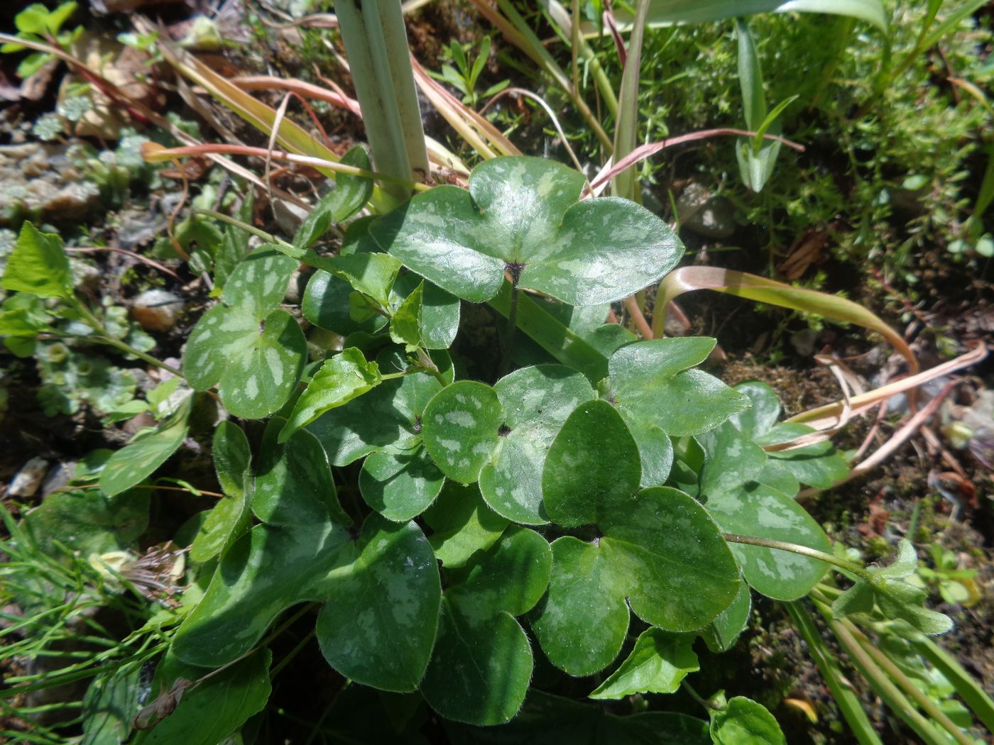 Image of Hepatica nobilis specimen.