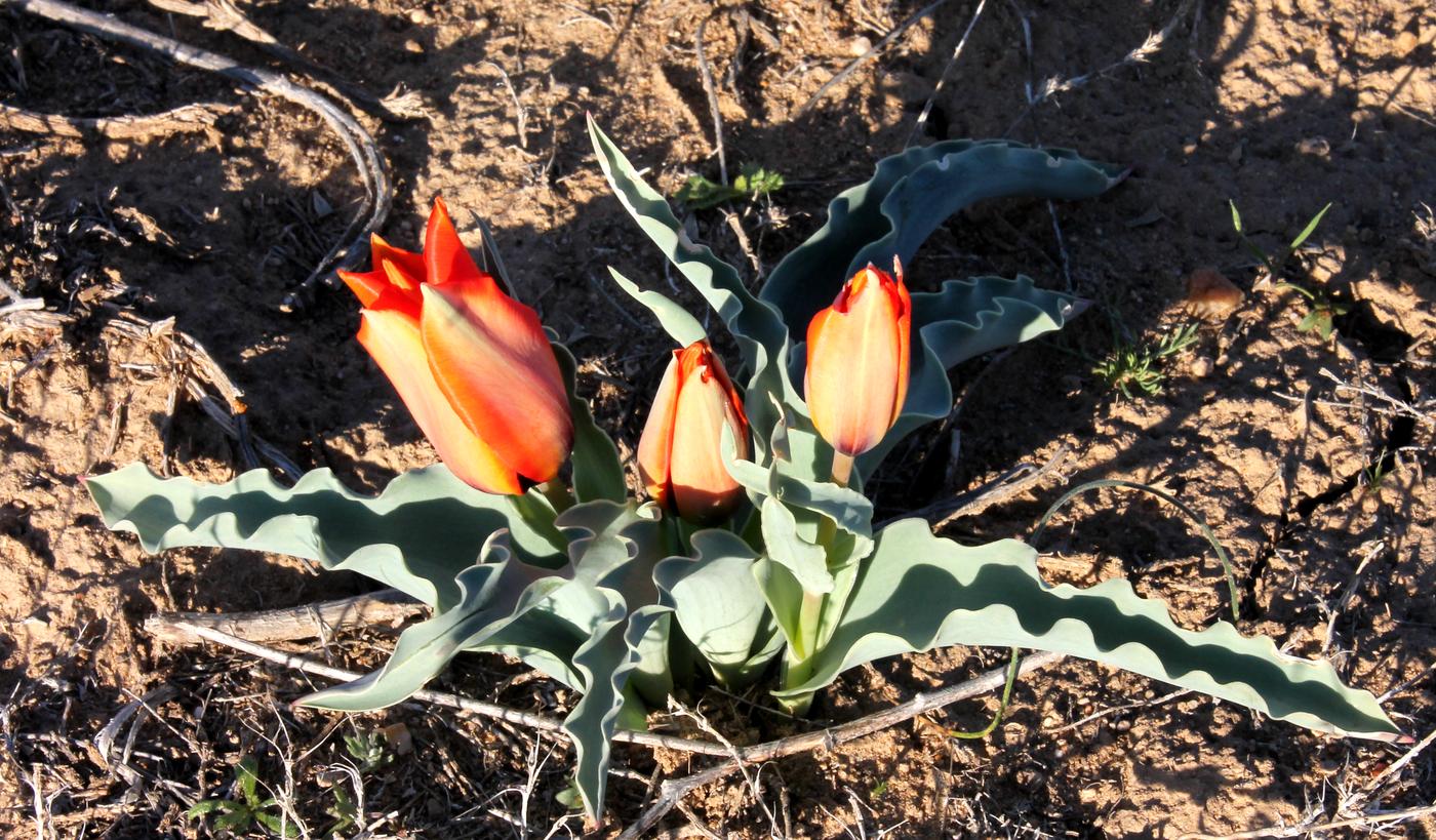 Image of Tulipa borszczowii specimen.