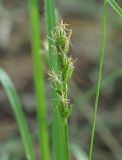 Carex spicata