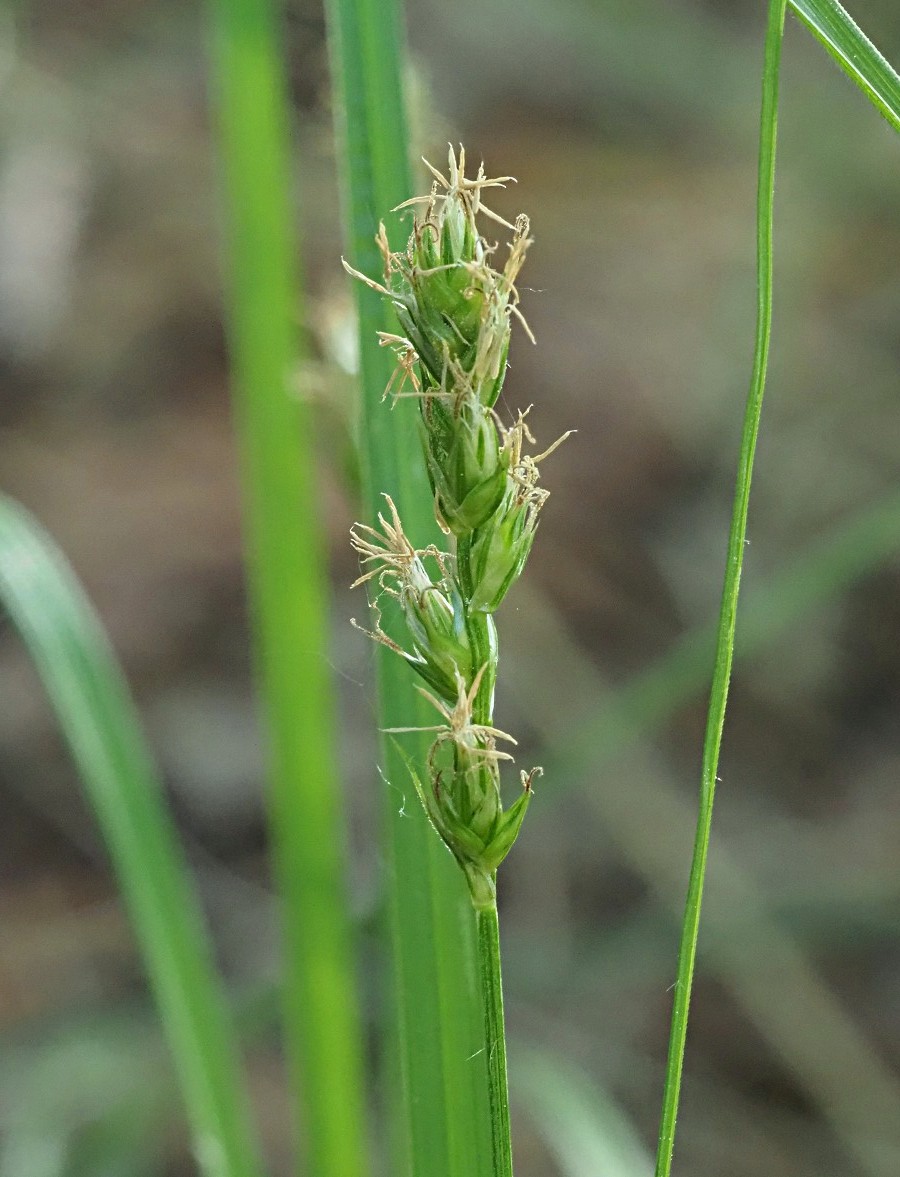 Изображение особи Carex spicata.