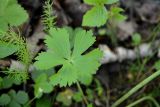 genus Ranunculus. Лист. Санкт-Петербург, Пушкинский р-н, г. Пушкин, Баболовский парк, берег р. Кузьминка, сырой хвойно-лиственный лес. 22.05.2021.