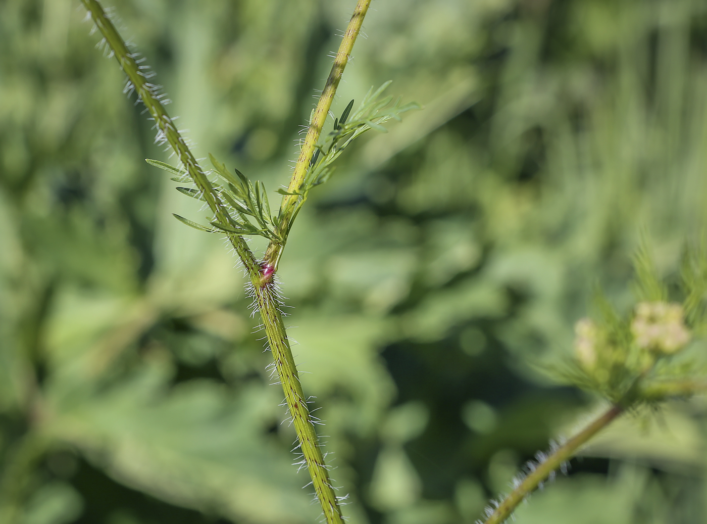 Изображение особи Chaerophyllum prescottii.