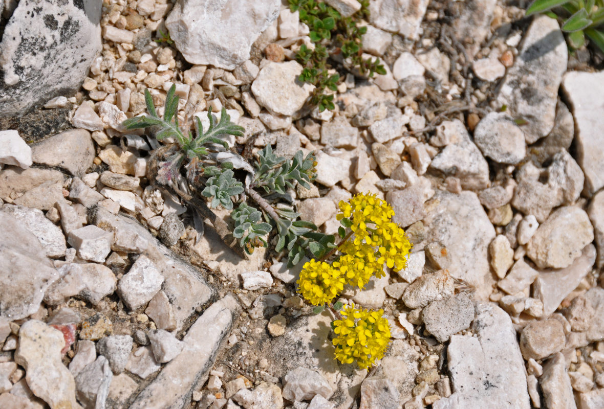 Image of Odontarrhena tortuosa specimen.