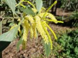 Acacia leiocalyx. Верхушка побега с соцветиями. Австралия, г. Брисбен, ботанический сад. 27.06.2021.