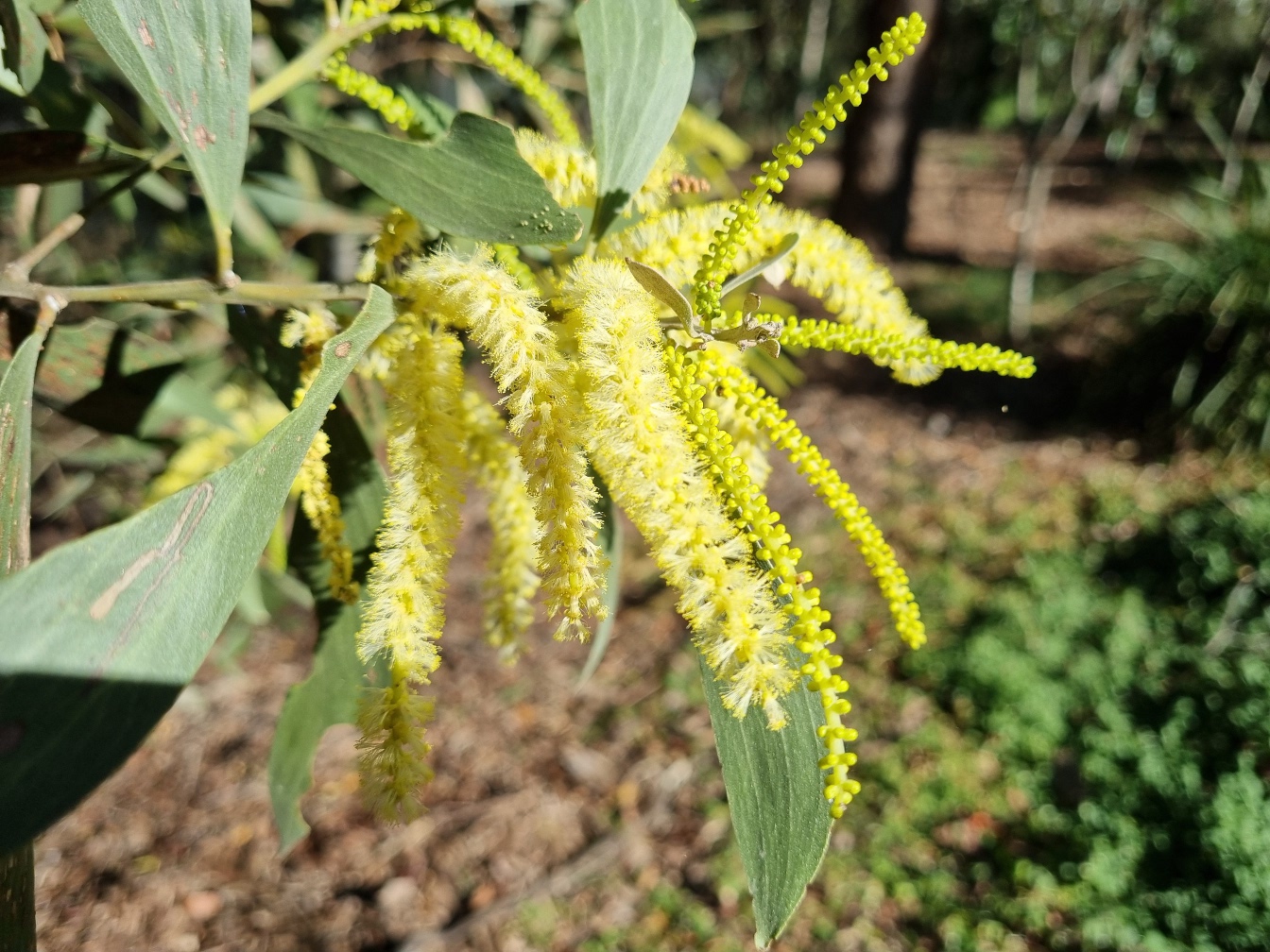 Image of Acacia leiocalyx specimen.