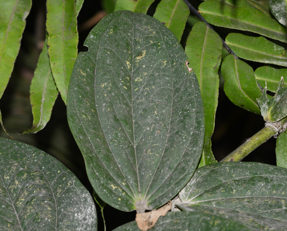 Изображение особи Cavendishia martii.