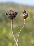 Centaurea scabiosa. Верхушка прошлогоднего сухого генеративного побега с отплодоносившими корзинками. Мурманская обл., п-в Рыбачий, побережье Большой Волоковой губы севернее м. Коровий, берег ручья, разнотравный приморский луг. 28.07.2020.
