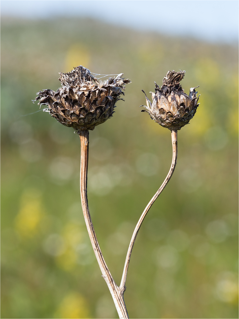 Image of Centaurea scabiosa specimen.