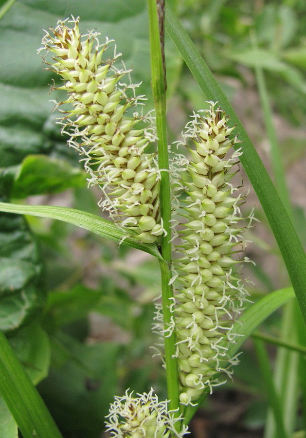 Image of Carex rhynchophysa specimen.