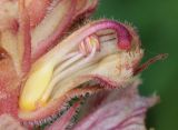 Orobanche alba form maxima. Цветок в разрезе. Крым, Долгоруковская яйла, луговая поляна. 18 июля 2021 г.