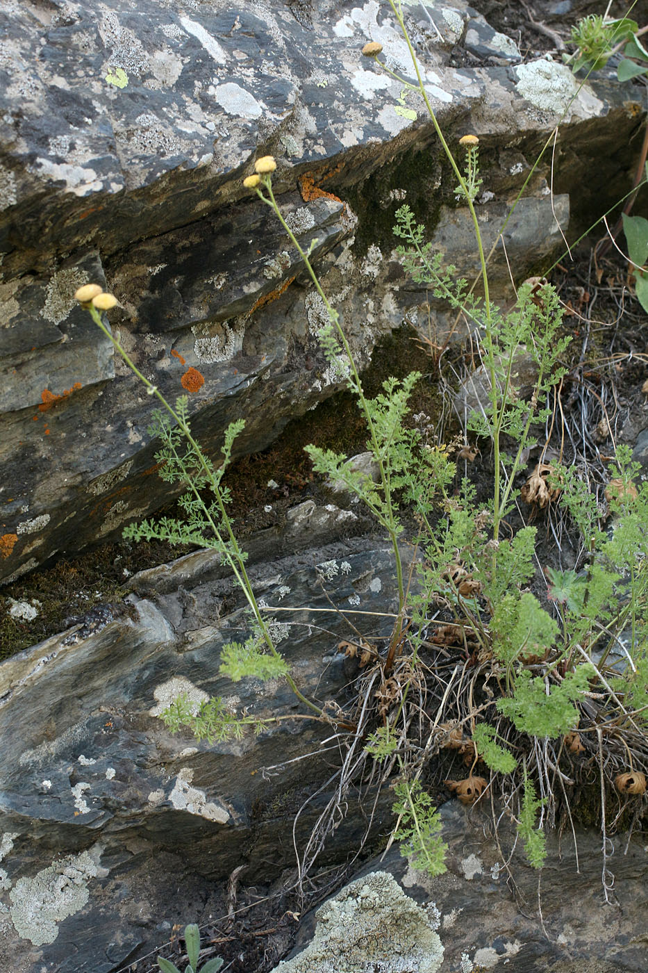 Изображение особи Tanacetopsis mucronata.