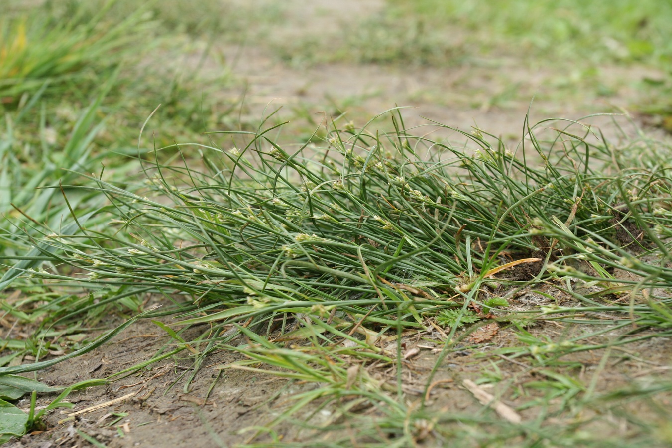 Image of Juncus compressus specimen.