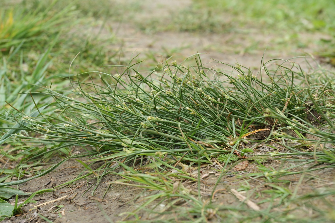 Изображение особи Juncus compressus.