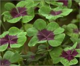 Oxalis tetraphylla