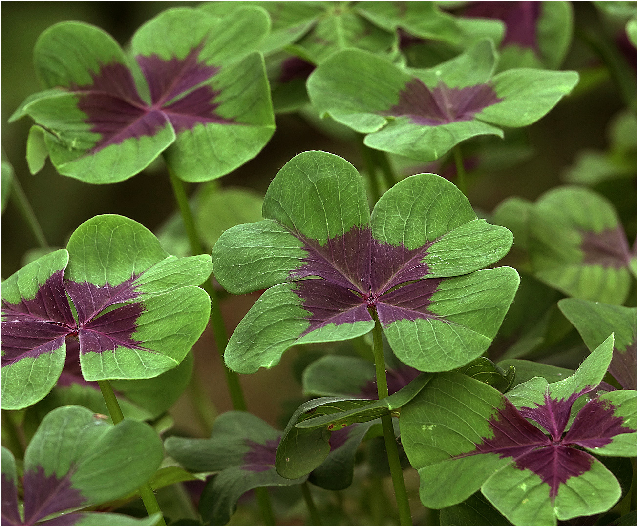 Изображение особи Oxalis tetraphylla.