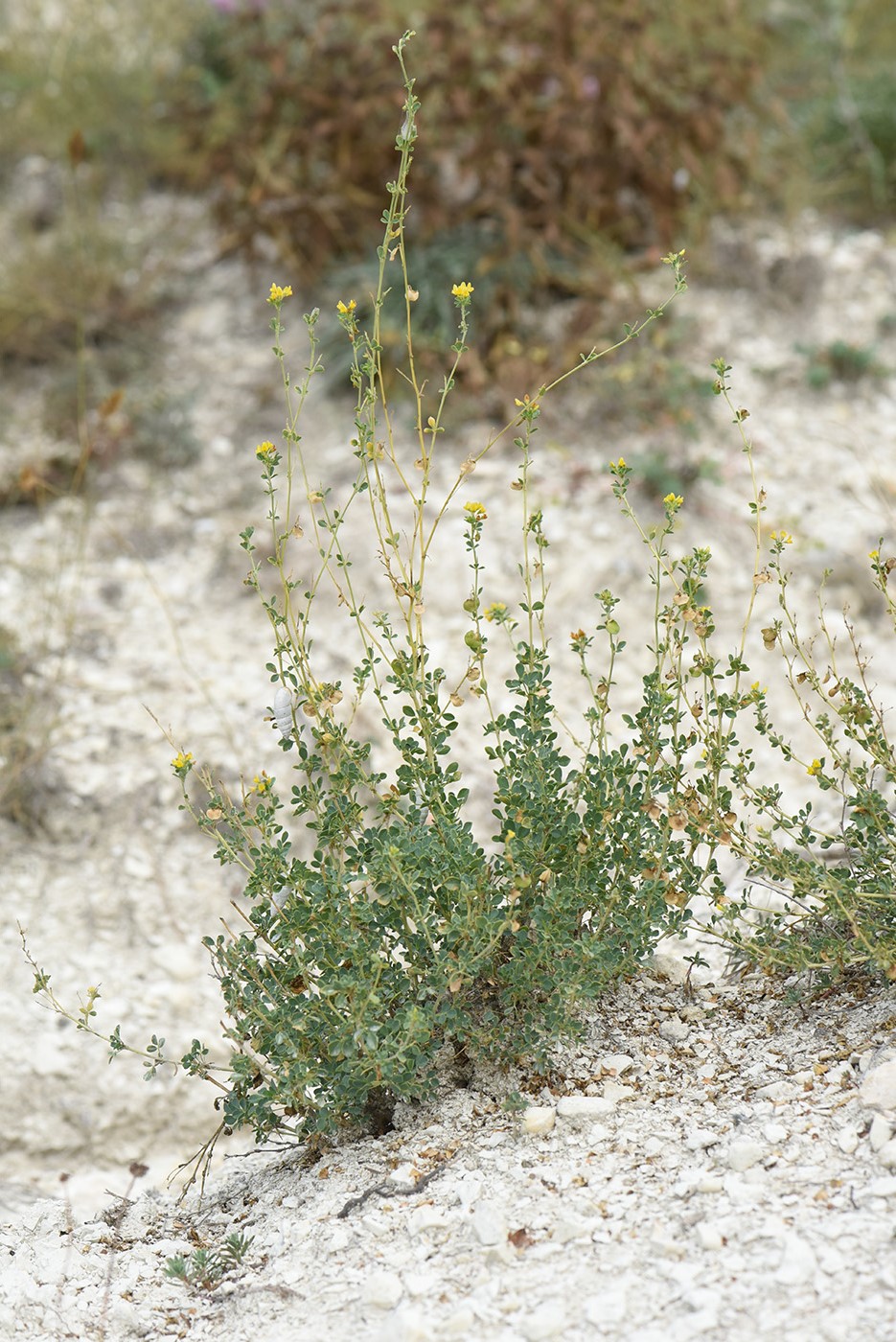 Image of Melilotoides cretacea specimen.