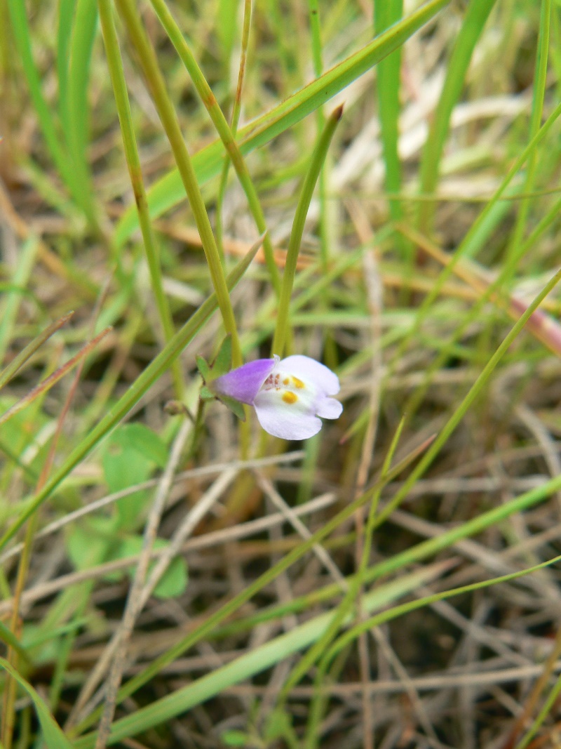 Изображение особи Mazus pumilus.