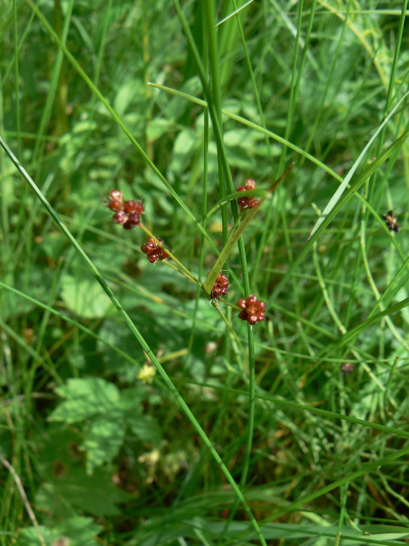 Изображение особи Luzula multiflora.