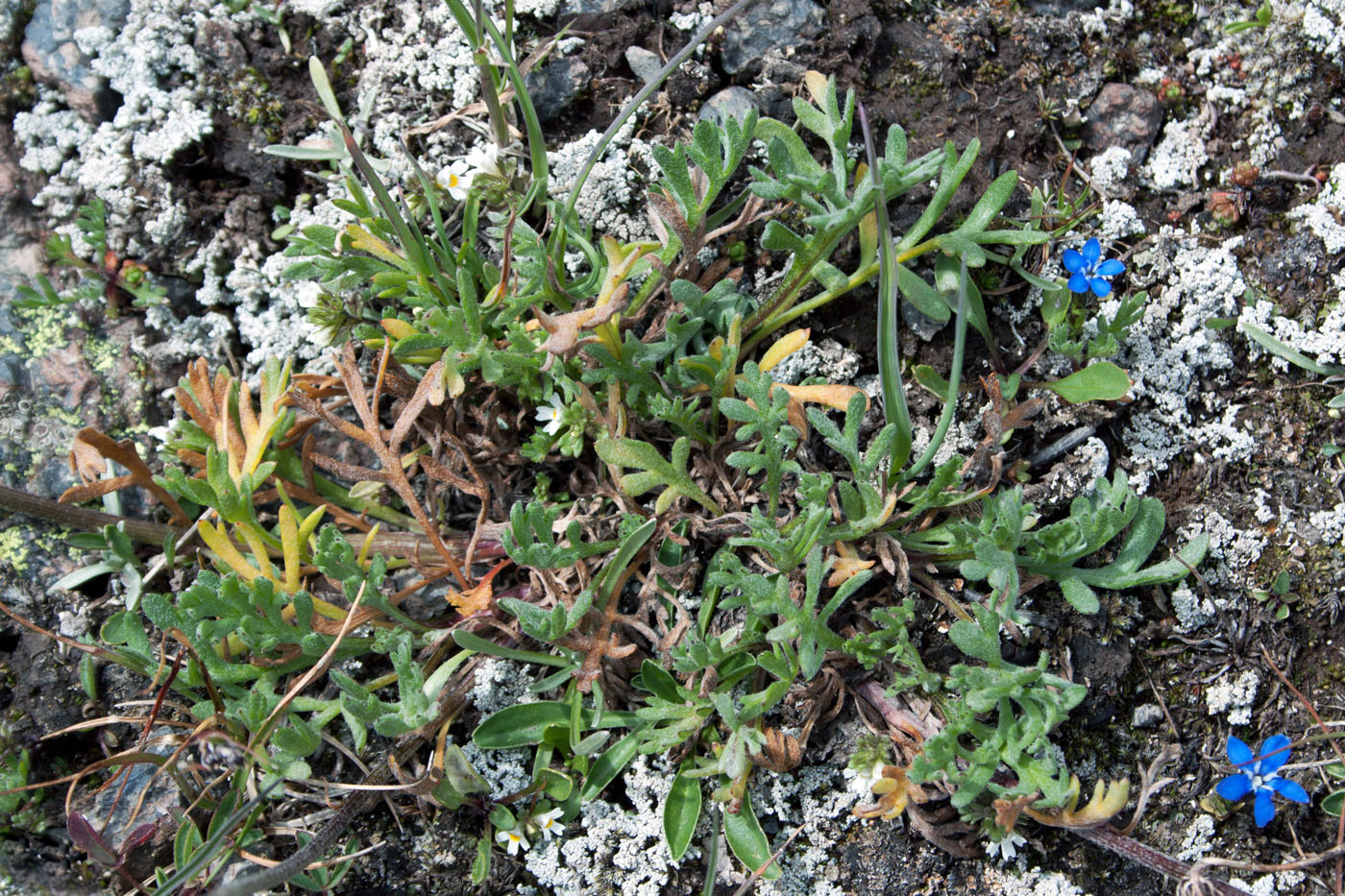 Изображение особи семейство Asteraceae.