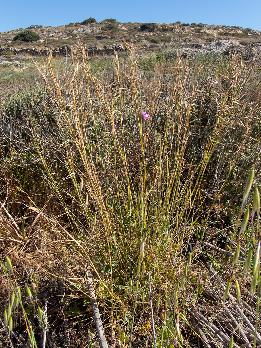 Image of Hyparrhenia hirta specimen.