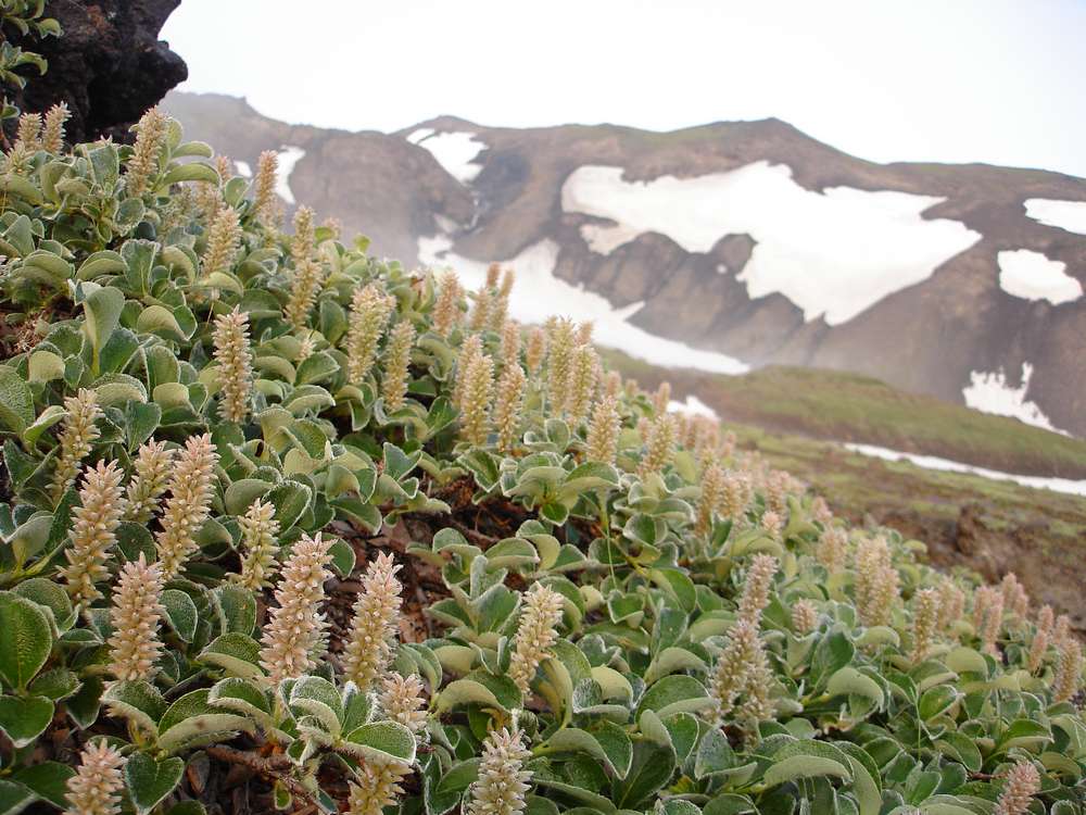 Изображение особи Salix reptans.